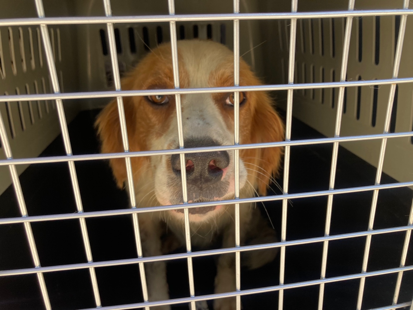 순천시유기동물보호소_446482202300537